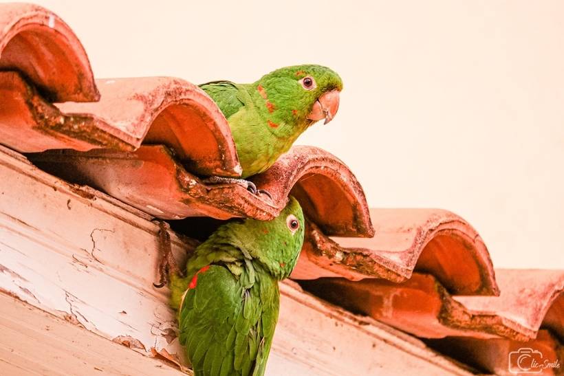 Maritacas / Aves Psitaciformes