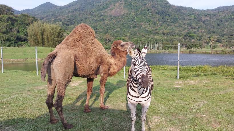 Portobello Resort Safari