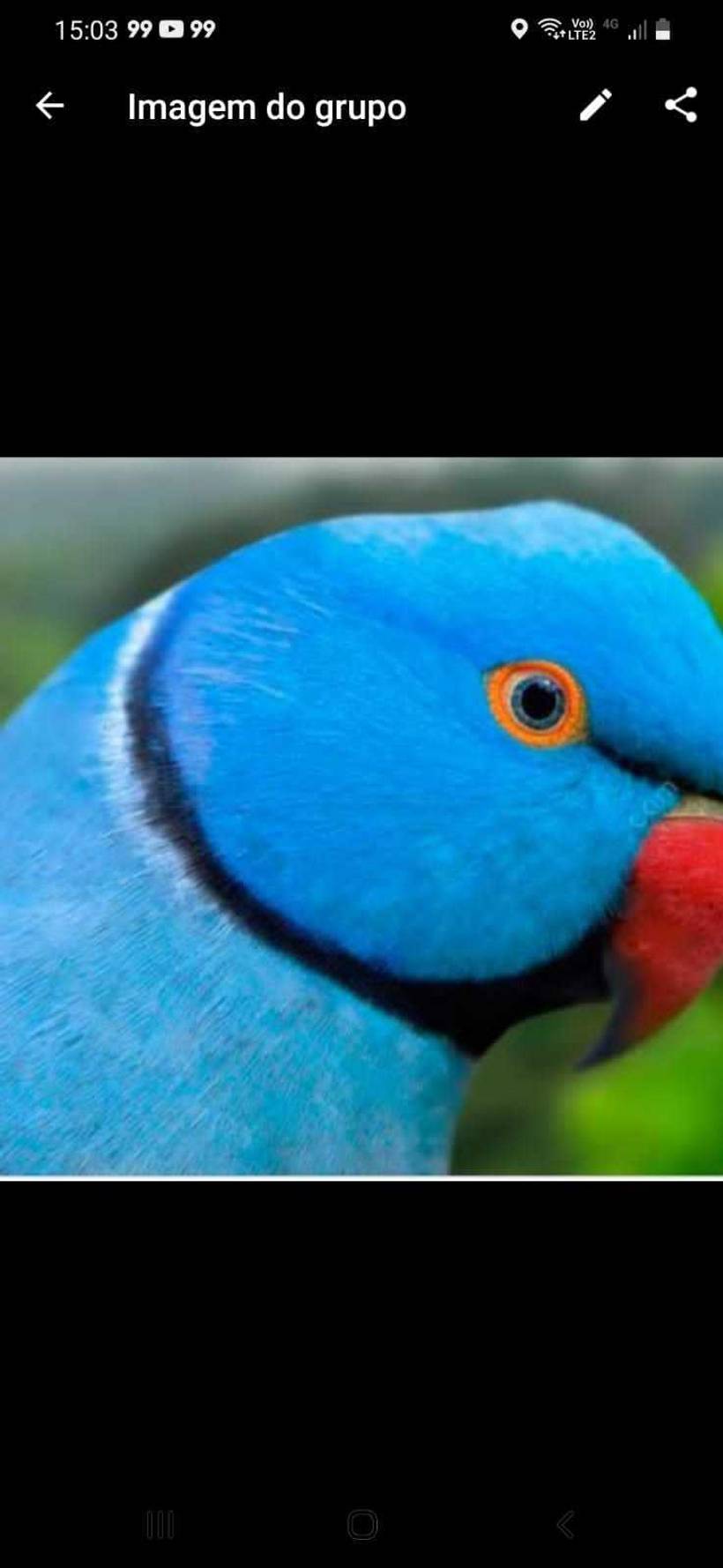 Criação de Psitacideos  e Exóticos RJ