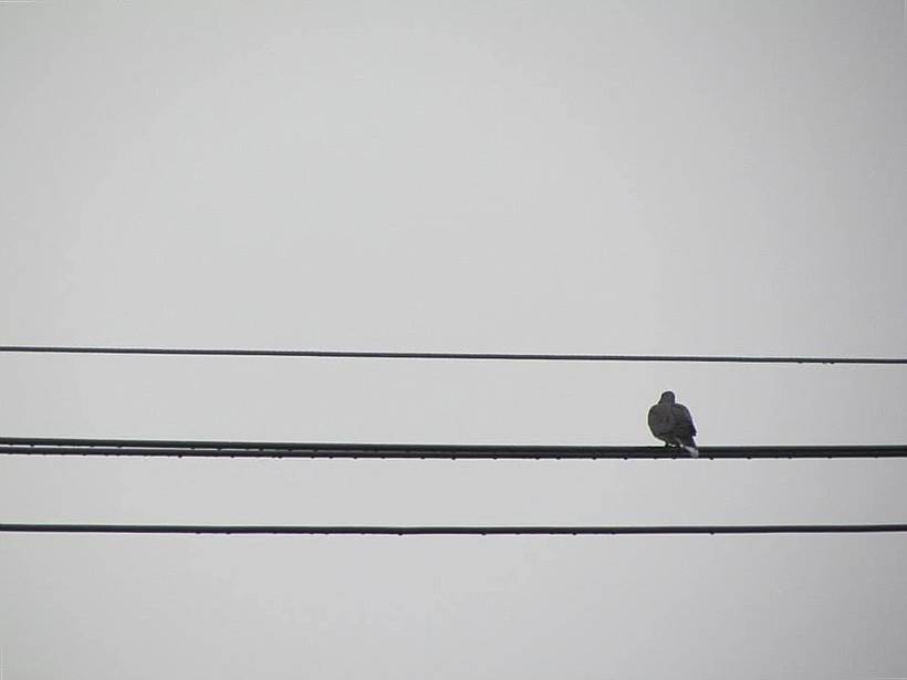 sinfonia da natureza