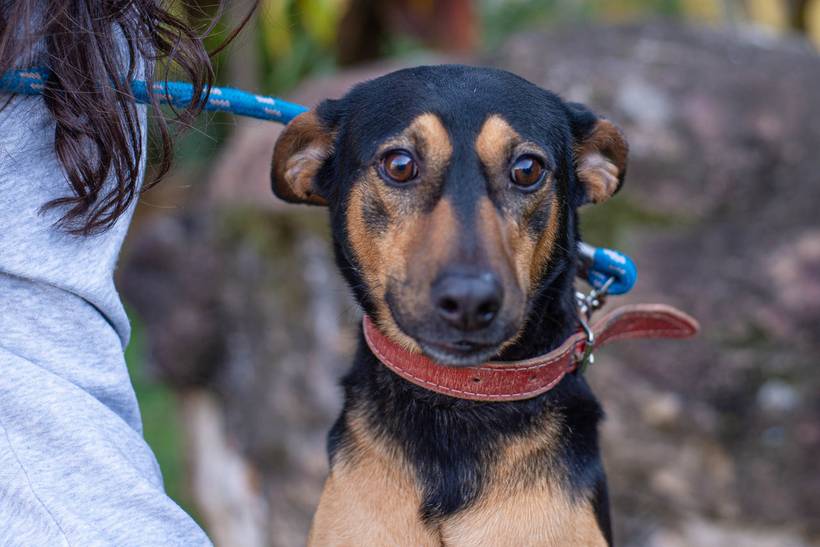 Serviço de Proteção ao Animal - Zoonoses